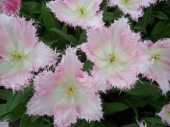 Orchides HD wallpaper