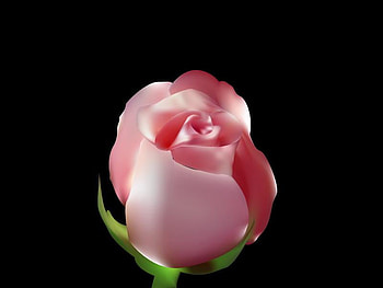 Rose, pink, abstract HD wallpaper