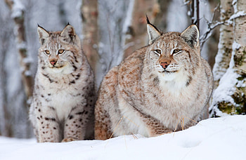 Couple, Bobcat (Red Lynx) HD wallpaper