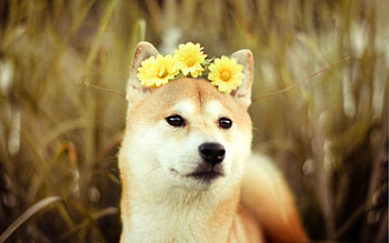 Animals, Dog, Muzzle, Wreath HD wallpaper