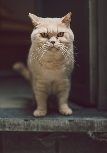 Funny, Animals, Cat, Pet, Sight, Opinion, Serious HD phone wallpaper