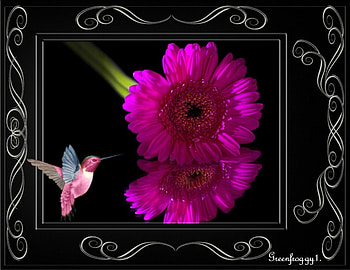 PRETTY GERBERA, FLOWER, PRETTY, GERBERA HD wallpaper