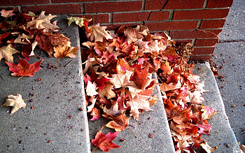 Background, Leaves HD wallpaper