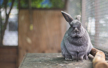 Animals, Rabbit, Eared, In A Cage, In The Cage HD wallpaper