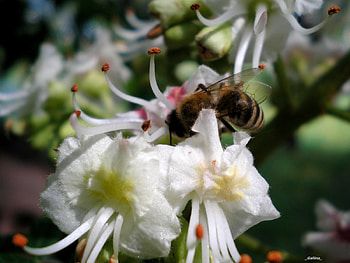 Plants, Flowers, Insects, Bees HD wallpaper