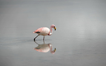 Animals, Water, Flamingo, Bird, Fog HD wallpaper