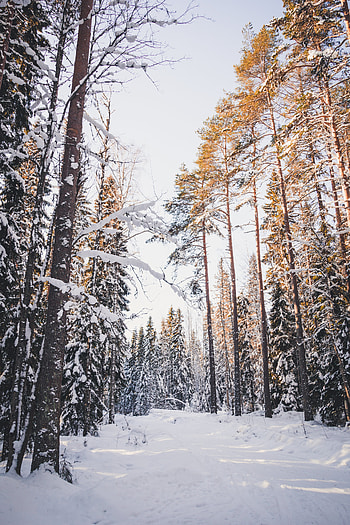 Winter, Nature, Trees, Snow, Forest HD phone wallpaper