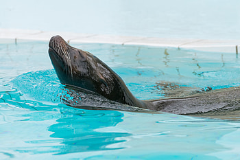 Animals, To Swim, Swim, Pool, Fur Seal HD wallpaper