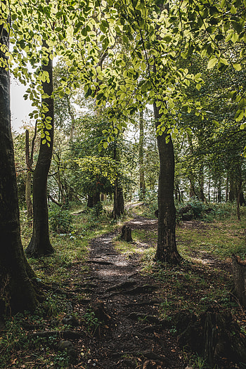 Nature, Trees, Grass, Forest, Branches, Path HD phone wallpaper