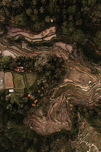 Nature, View From Above, Relief, Tropics, Plantation, Rice Fields, Plantations HD phone wallpaper