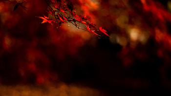 Red Maple Leaves Tree Branches In Blur Bokeh Background Nature HD wallpaper
