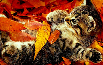 Animals, Cats HD wallpaper
