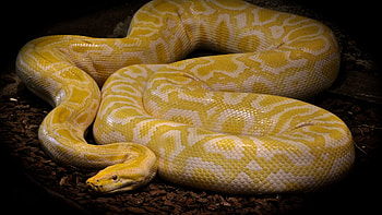 Ball pythons, Bruma snake, Colored scales, Eye-catching reptile HD wallpaper