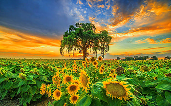 Sunflowers, plant, , sun, spring HD wallpaper