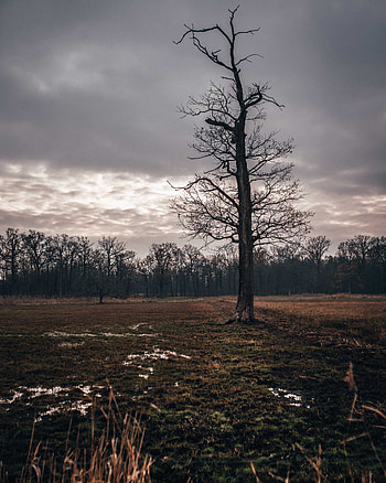 Nature, Autumn, Twilight, Wood, Tree, Field, Dusk, Mainly Cloudy, Overcast HD phone wallpaper