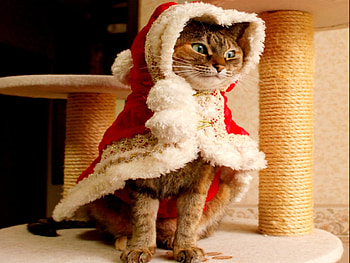 SANTA's JR, cat, costume, christmas, santa HD wallpaper