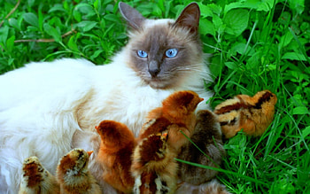 Cat chicks, animals, chicks, cat, grass, pet HD wallpaper
