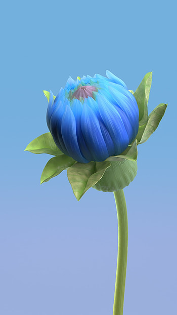 Blue flower, electric blue, herbaceous plant HD phone wallpaper