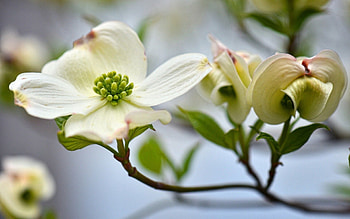 Flowers, Flower, Plant HD wallpaper