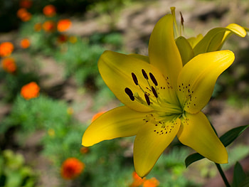 Plants, Flowers HD wallpaper