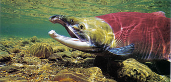 Spawing Salmon, dual screen, color, nature, fish, water, dual monitor HD wallpaper