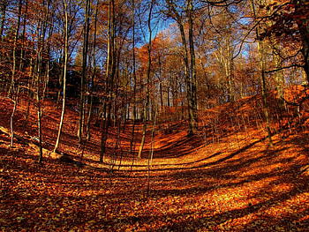 autumn forest, autumn, forest HD wallpaper