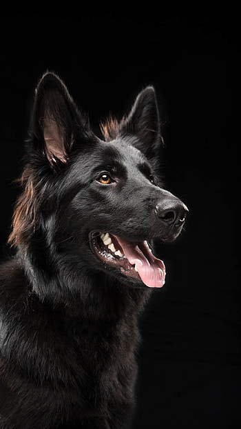Black Dog, Black, Dog HD phone wallpaper