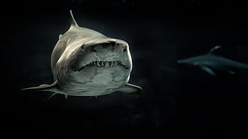 Dramatic underwater view of a shark showcasing its powerful presence. HD wallpaper