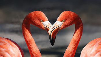 Couple, Flamingos HD wallpaper
