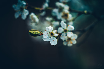 Portrait, white flowers, blossom, tree branch HD wallpaper