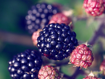 Plants, Berries HD wallpaper