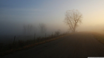 *Fog*, scene, fall, landscape, , tree, mist, fog, field, autumn, nature, , forest HD wallpaper