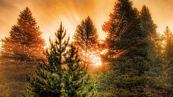 Ray of Light, the light rays, trees, sunshine, sky HD wallpaper