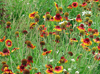 Flowers, Grass, Camomile, Greens, Polyana, Glade, Gaillardia HD wallpaper