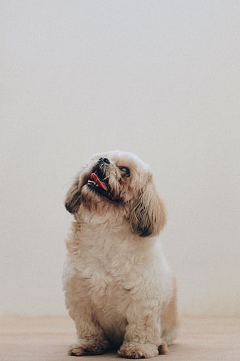Adorable shih tzu puppy sits indoors with a playful expression against a neutral background. HD phone wallpaper