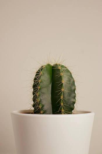 Flowers, Plant, Cactus, Prickles, Thorns, Pot, Succulent HD phone wallpaper