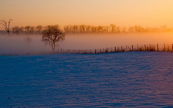 Winter Morning, winter, fog, morning, snow, landscape, sky, sunrise HD wallpaper