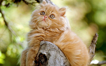 Animals, Cats HD wallpaper