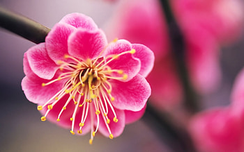 Spring, branch, pink, yellow, flower, nature, beauty HD wallpaper