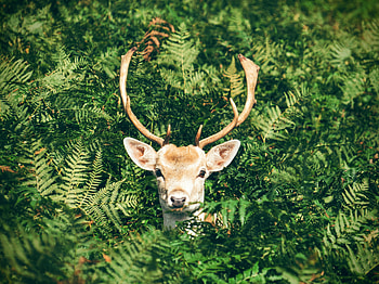 Animals, Muzzle, Foliage, Deer, Horns HD wallpaper