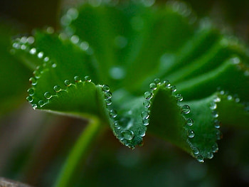 GREEN LEAF, LEAF, DROPLETS, GREEN, WATER HD wallpaper