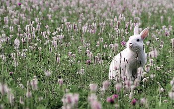 Animals, Rabbits HD wallpaper