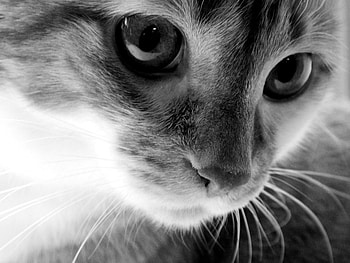 Animals, Cats HD wallpaper
