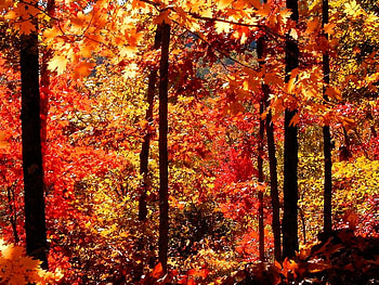 Dark Orange, trees, autumn, leaves, forest HD wallpaper