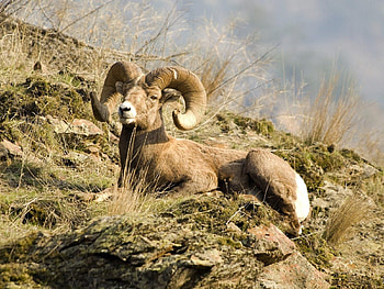 Animals, Grass, Stones, Mountains, To Lie Down, Lie, Mountain Sheep HD wallpaper