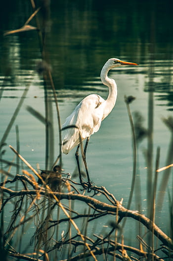 A serene scene of a white egret by the water, capturing the essence of nature's tranquility. HD phone wallpaper