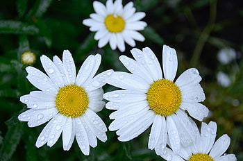 Flowers, Camomile, Drops, Field, Dew HD wallpaper