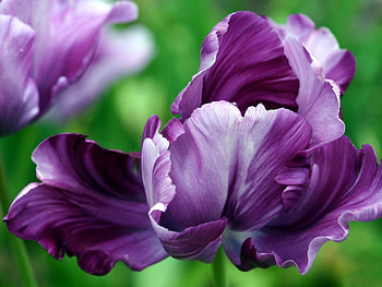Plants, Flowers, Violet HD wallpaper