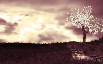 Burning Paradise, japanese, skies, orient, japan, chinese, grass, oriental, china, tree, grassy, cherry blossom tree, cherry blossom, trees, sky, cherry blossoms HD wallpaper