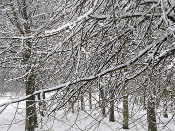Snow in Barry, branches, trees, gibbonsdown, snow HD wallpaper